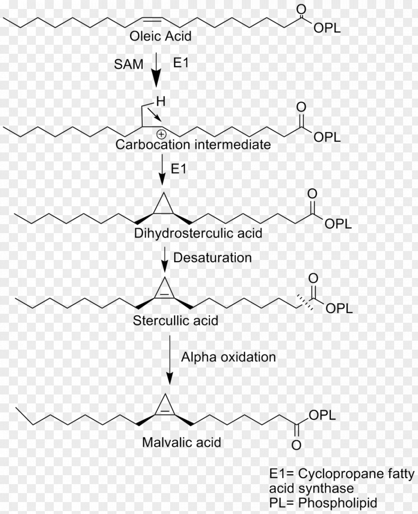 Omega6 Fatty Acid Malvalic Cyclopropane Cyclopropene PNG