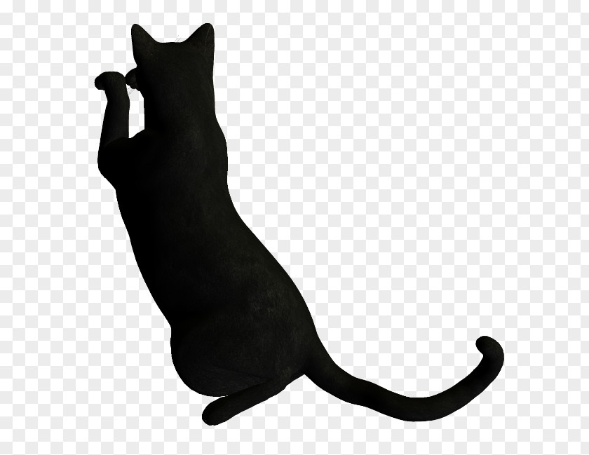 Cat Whiskers Font Tail Black M PNG