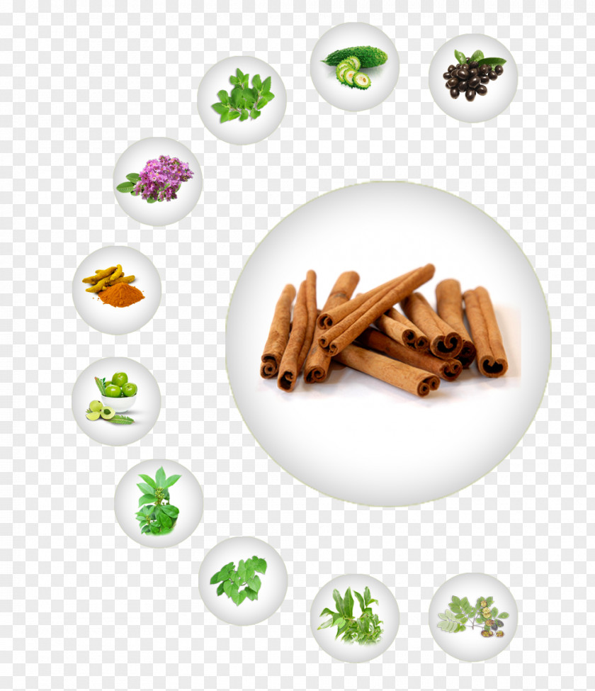 Cinnamon Cinnamomum Verum Spice Tea Production In Sri Lanka Manufacturing PNG