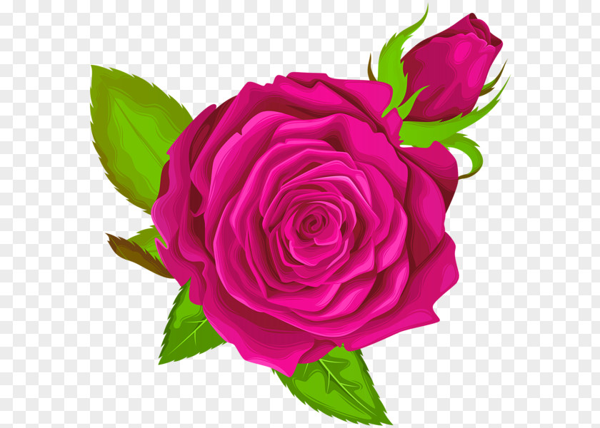 Garden Roses Floribunda Cabbage Rose Clip Art PNG
