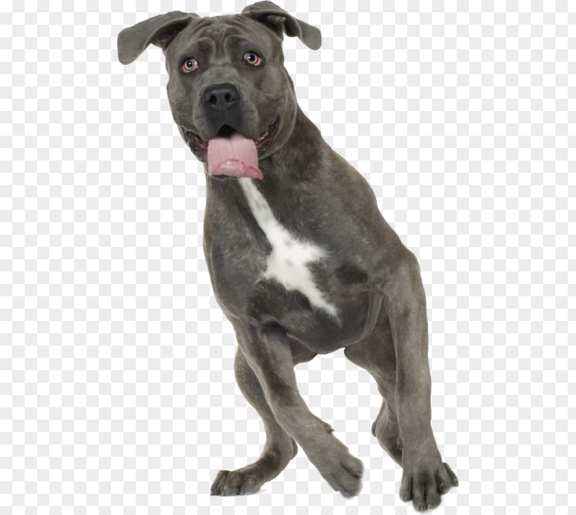 Koira Dog Breed American Pit Bull Terrier Staffordshire Cane Corso PNG
