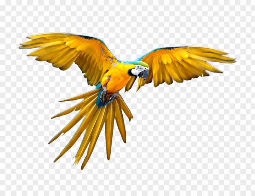 Macaw Parrot Bird Flight Scarlet PNG