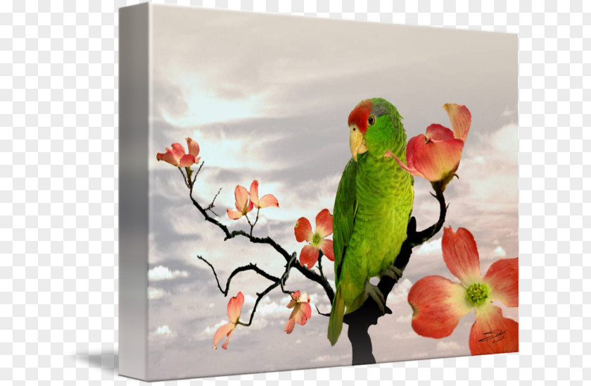 Painting Lovebird Parakeet Macaw Fauna PNG