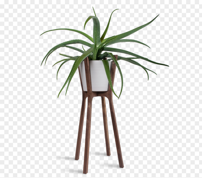 Plant Woody Flowerpot Table Houseplant PNG