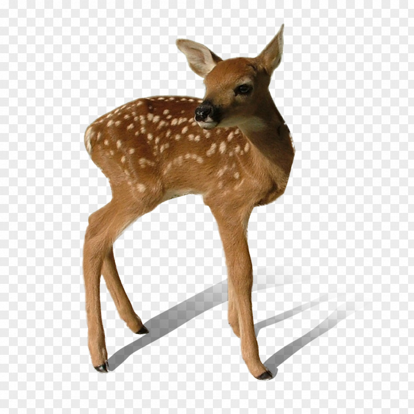 Transparent Deer Clip Art PNG