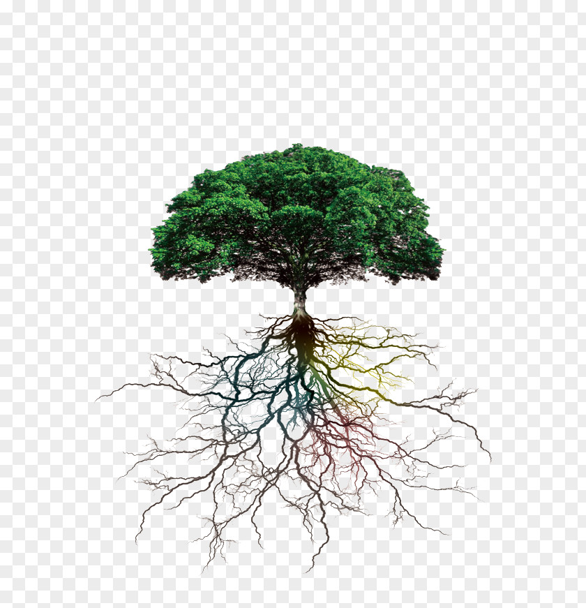 Tree Roots Rooting Branch PNG