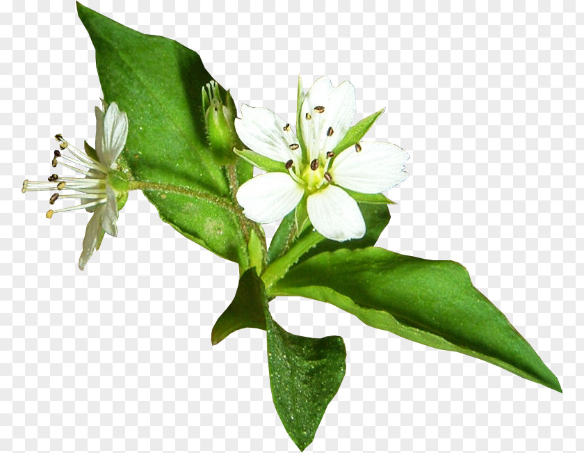 White Flower Lemon Petal PNG