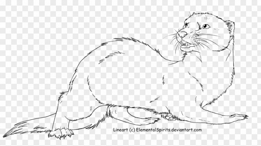 Cat Whiskers Ferret Lion Stoat PNG
