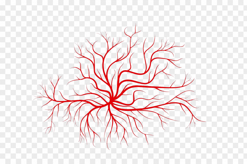 Drawing Plant Line Tree PNG