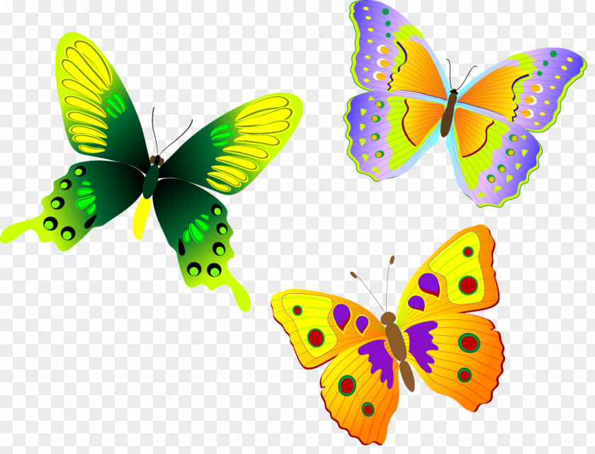 Fun Colorful Butterfly Vector Beautiful Animal Monarch Euclidean PNG