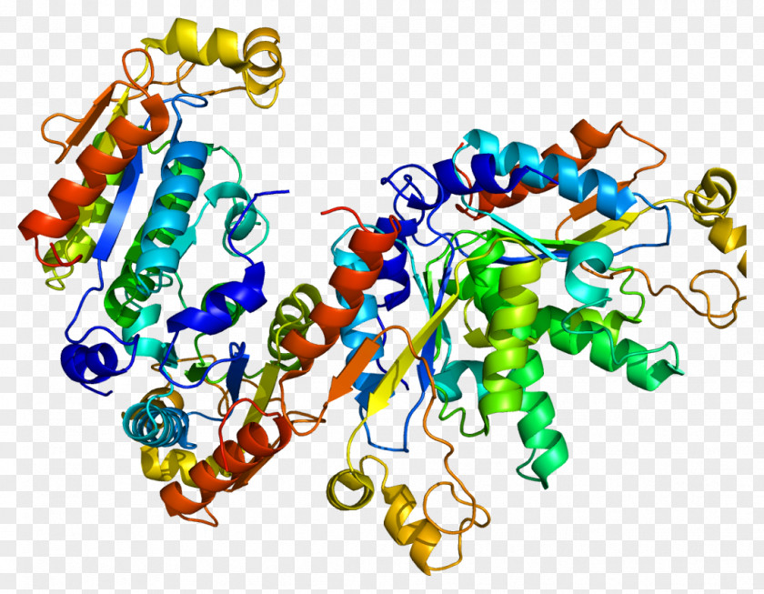 Iduronate-2-sulfatase PAPSS2 Enzyme 3'-Phosphoadenosine-5'-phosphosulfate PNG