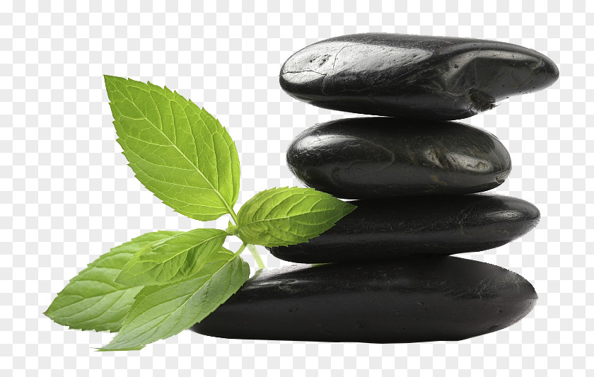 A Green Life Pushed On Black Stone Rock Pebble Leaf Massage Photography PNG