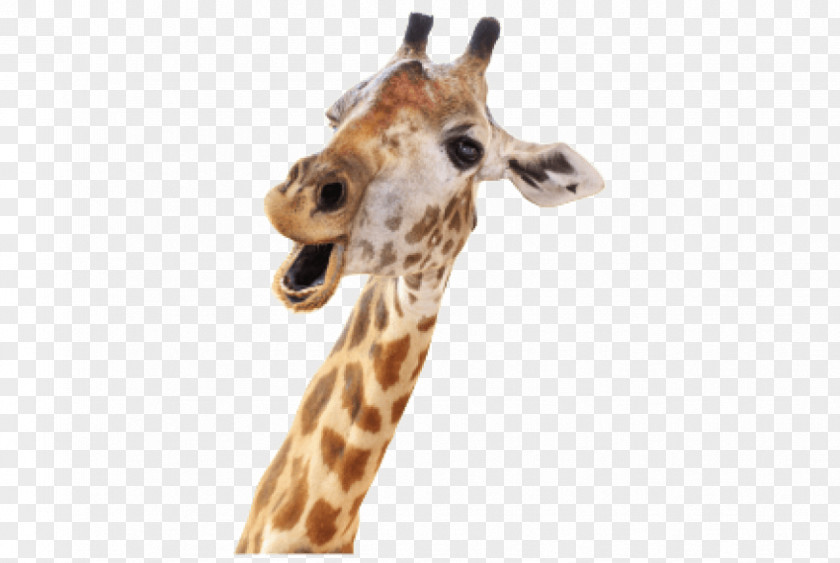Giraffe Stock Photography Royalty-free Stock.xchng Image PNG