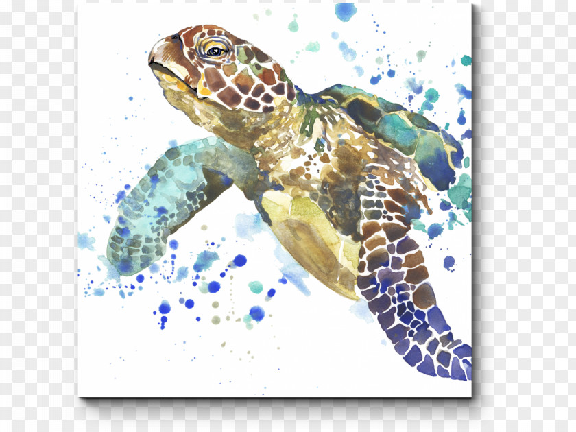 Turtle Sea Stock Photography Watercolor Painting PNG