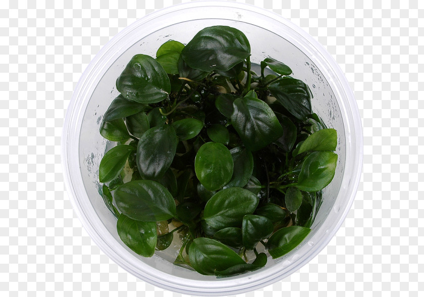 Basil Spring Greens Spinach Leaf Vegetable PNG