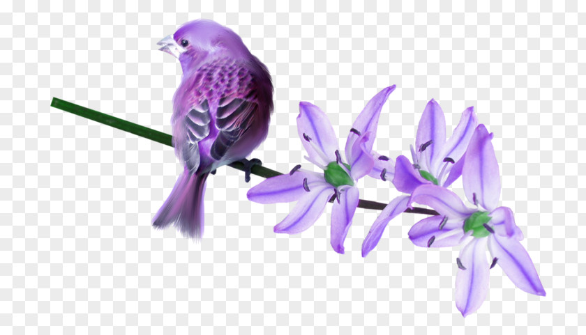 Bird Violet Purple Lilac PNG