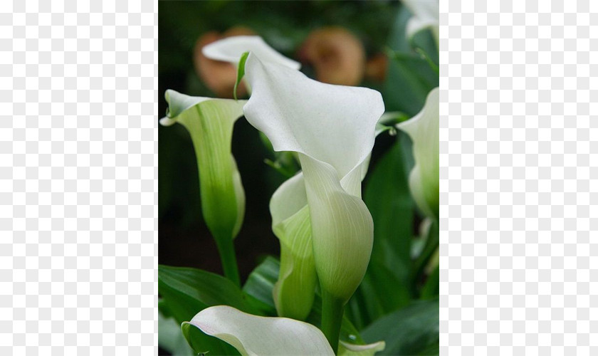 Callalily Arum-lily Cut Flowers Plant Arum Lilies PNG