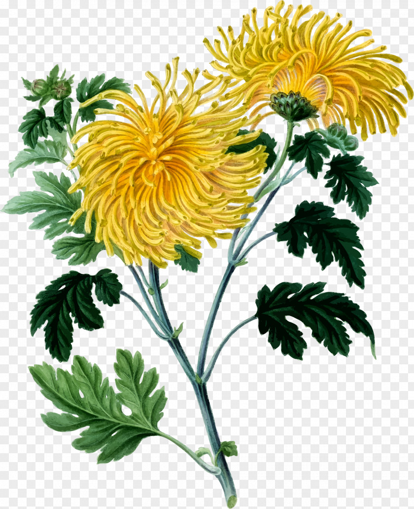 Chrysanthemum Botany Yellow Clip Art PNG