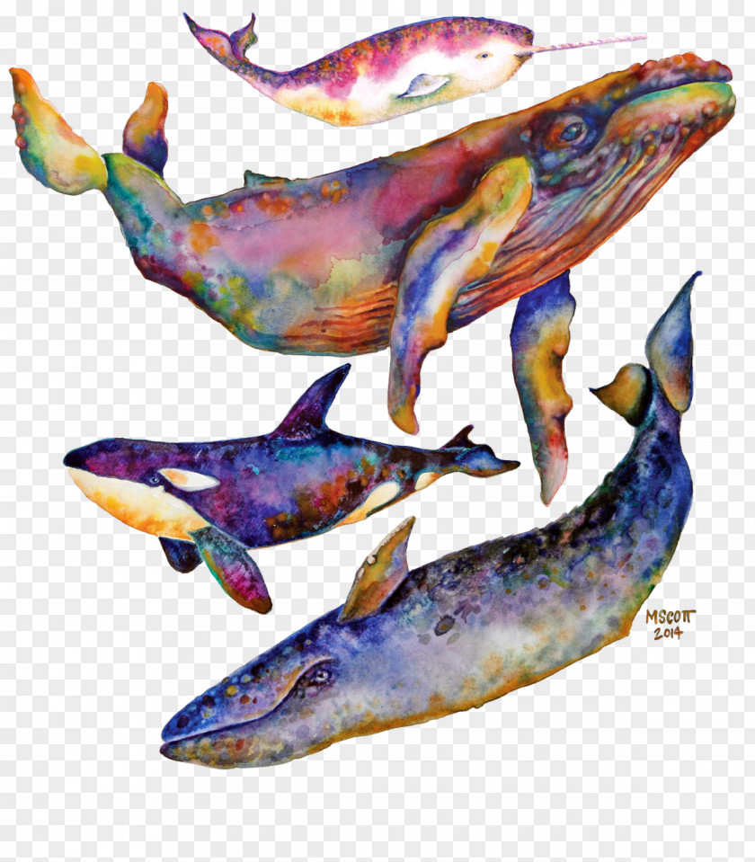 Dolphin Watercolor Painting Cetacea Art Humpback Whale PNG