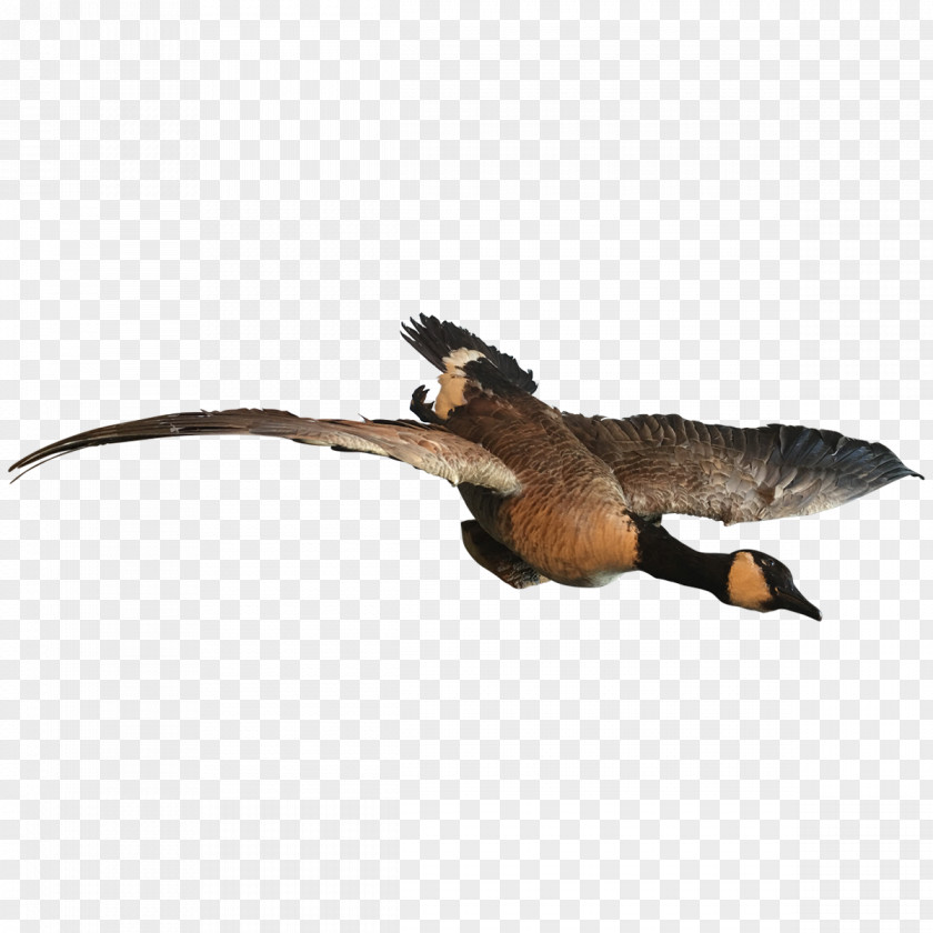 Goose Duck Bird Reptile Anatidae PNG