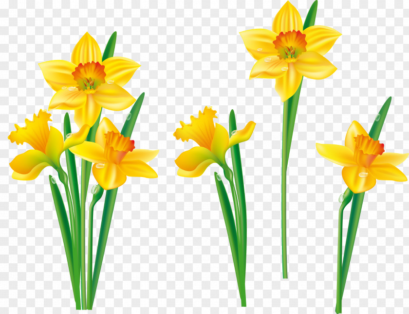 Hand Painted Flower Daffodil Tulip Clip Art PNG