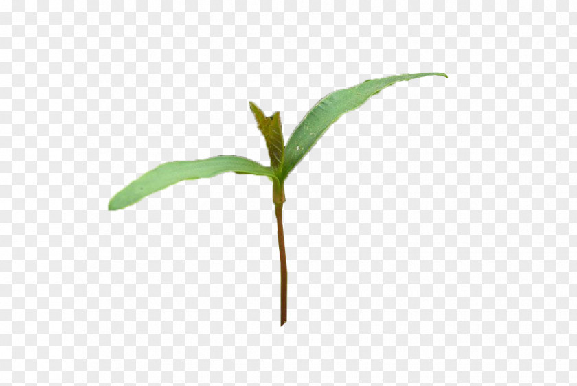 Plant Bud PNG