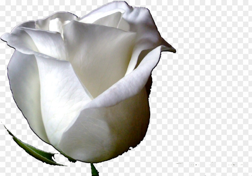 Rose Garden Roses Desktop Wallpaper Petal PNG