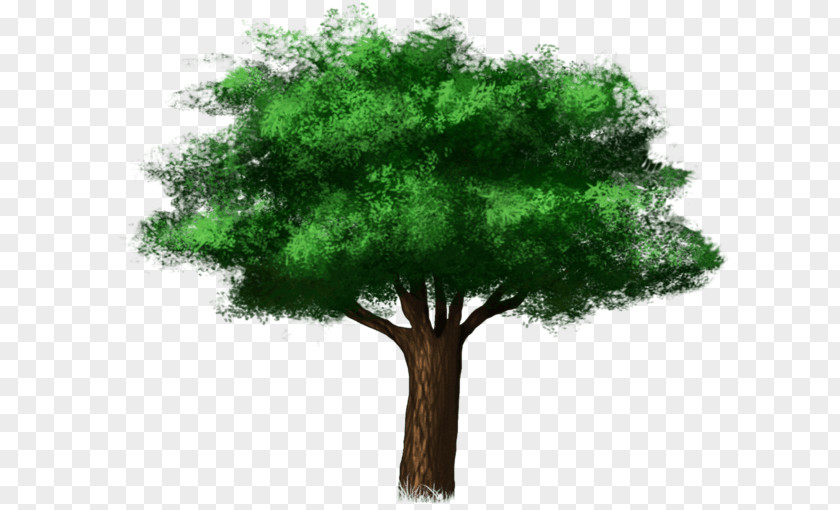 Tree Branch Broad-leaved Deciduous Oak PNG