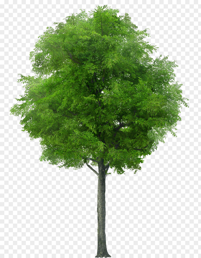 Tree Stock Photography Shrub Image Pruning PNG