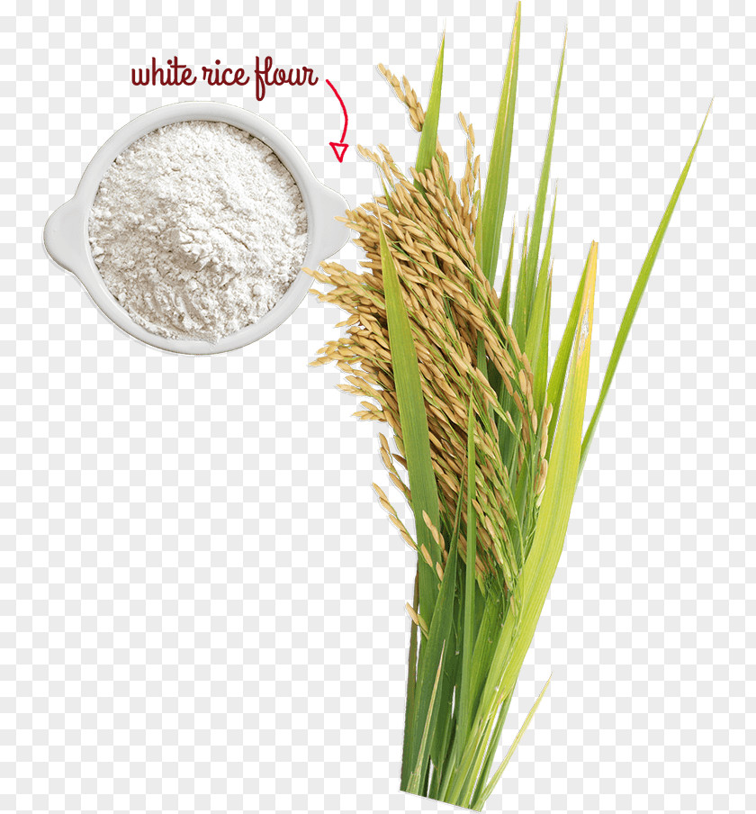 Unhusked Rice Cereal Germ Ingredient Grain PNG