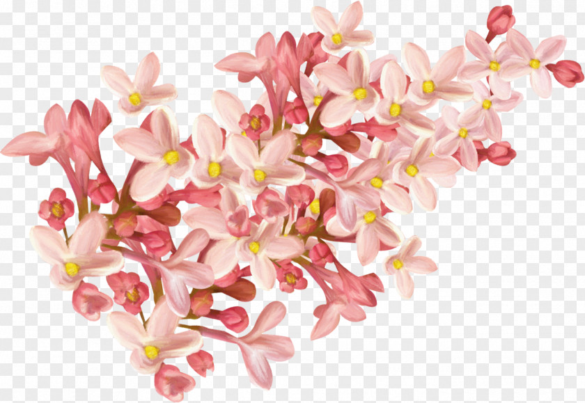 Vanilla Flower Pink Clip Art PNG