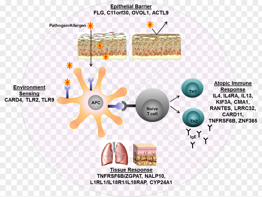 Atopic Dermatitis Atopy Genetic Disorder Disease PNG