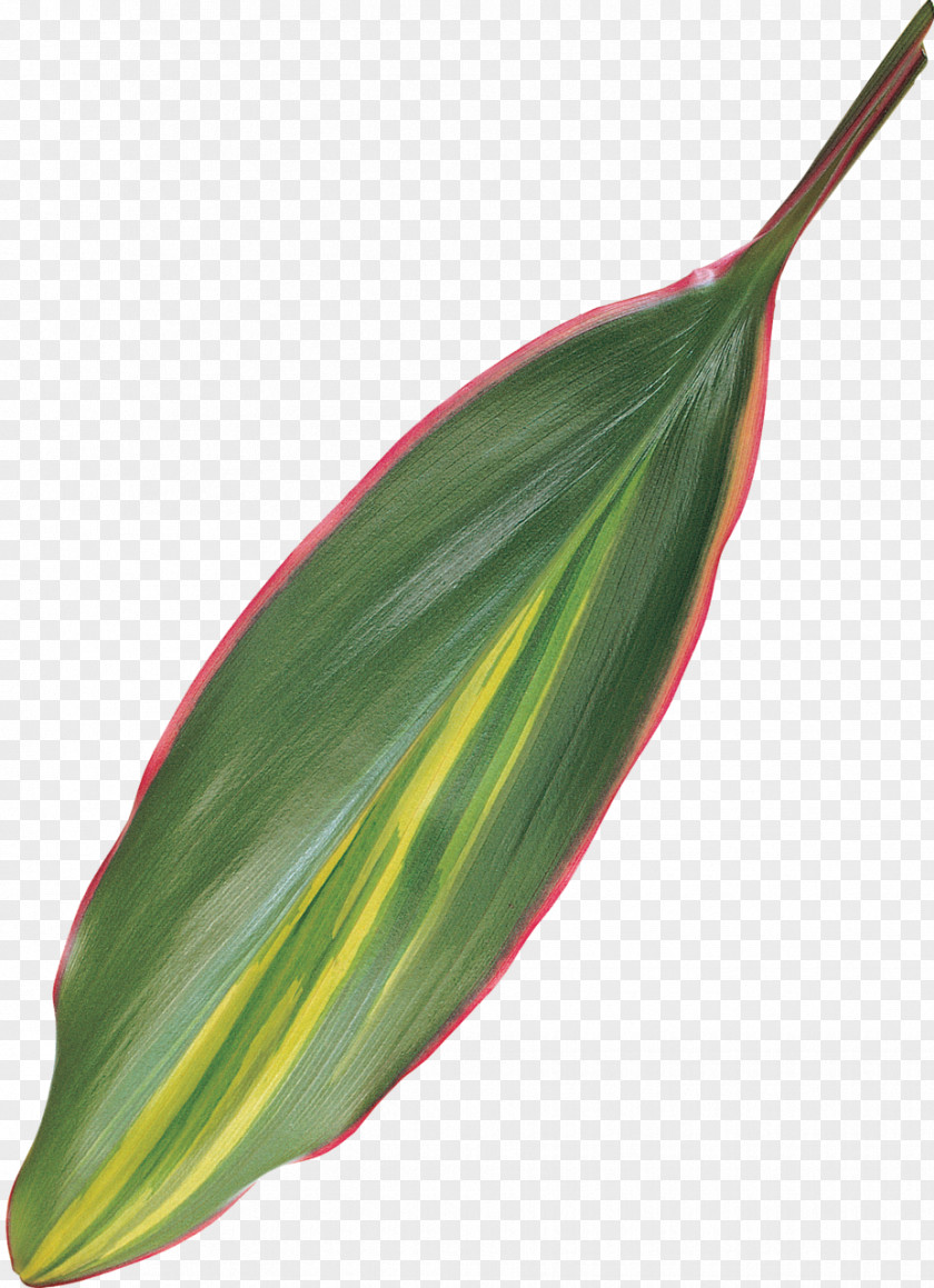 BAY LEAVES Leaf Plant Stem PNG
