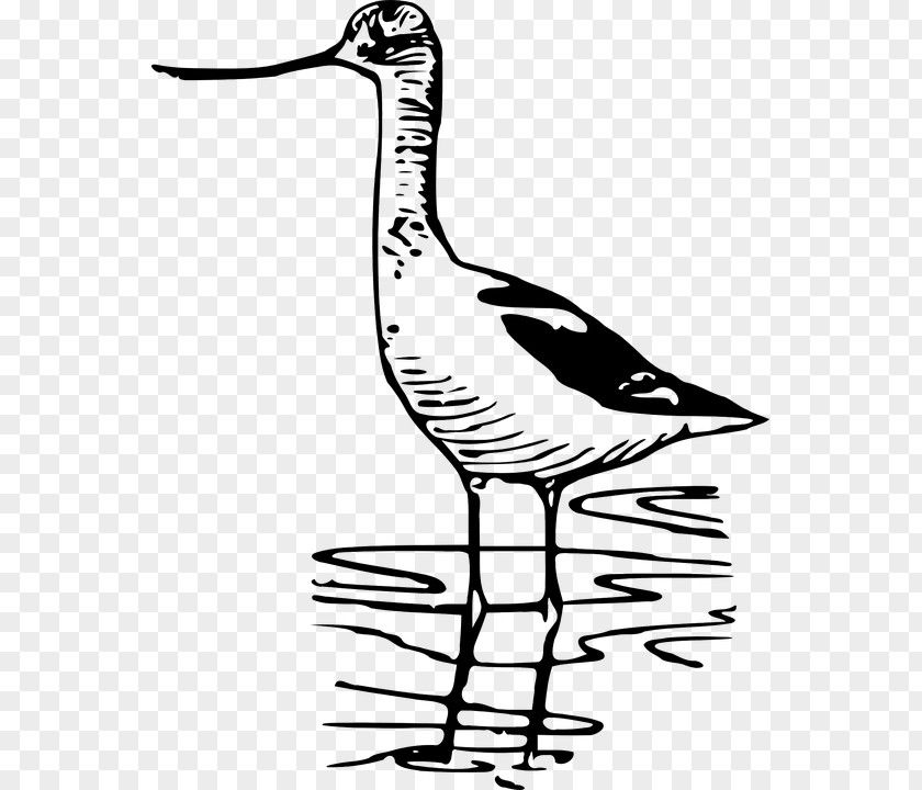 Bird Nest Wader Drawing Curlew PNG