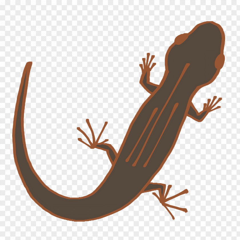 Gecko Amphibians Lizard Tail Biology PNG