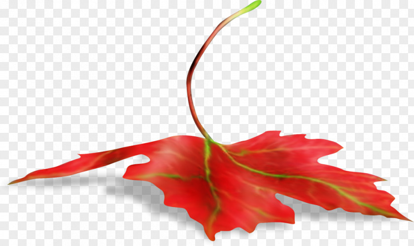 Leaf Maple Branch PNG