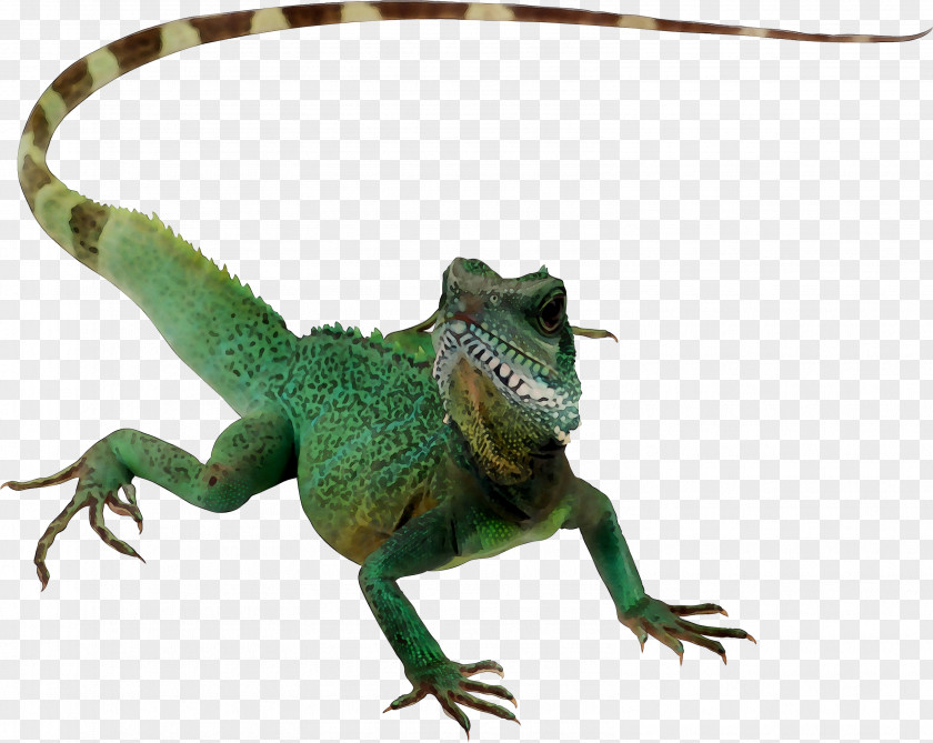 Agamid Lizards Chameleons Common Iguanas Fauna Terrestrial Animal PNG