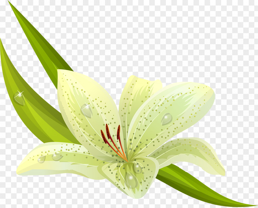 Chamomile Easter Lily Flower Tiger Clip Art PNG