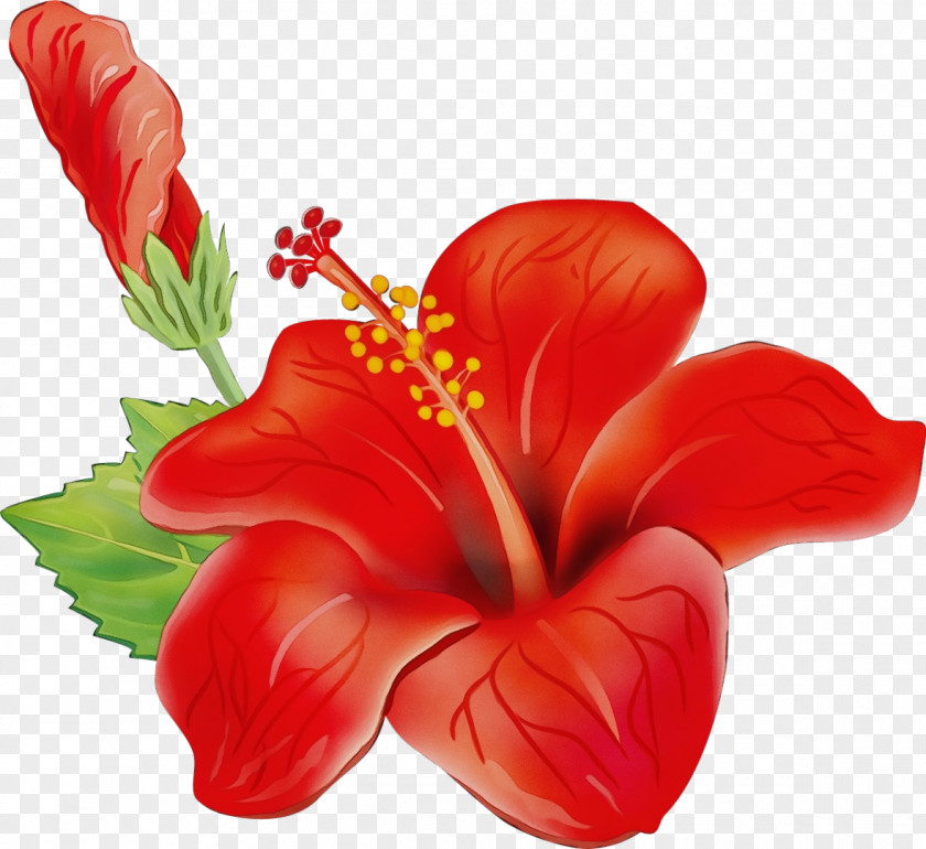 Floral Design PNG