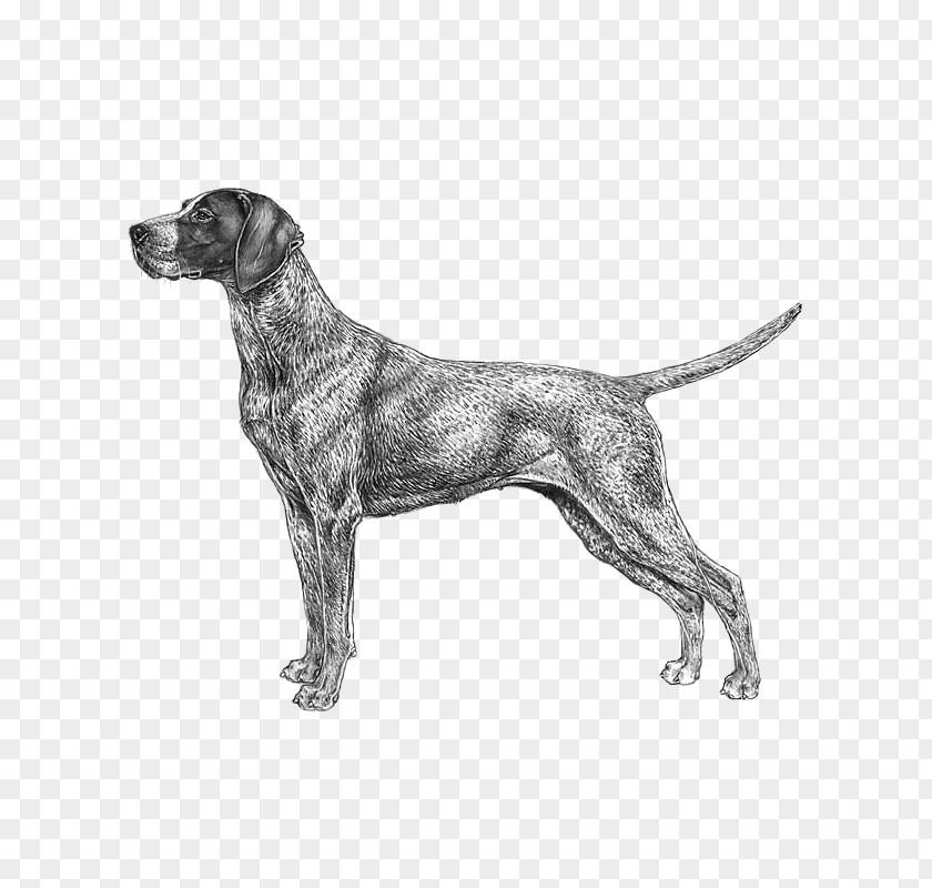 German Wirehaired Pointer Bluetick Coonhound Shorthaired Black And Tan PNG
