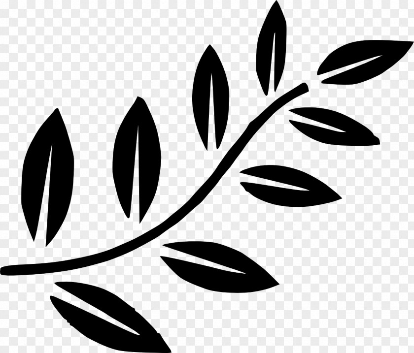 Leaf Patterns Olive Branch Clip Art PNG