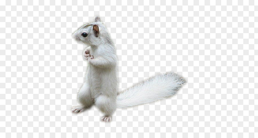 Squirrel Tree Rodent Animal PNG