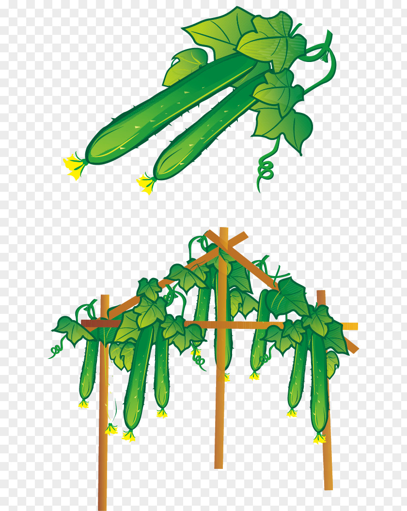 Vector Cucumber Sweet And Sour Vegetable PNG