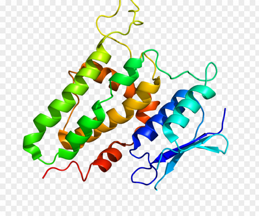 CLIC2 Protein Gene Human Chloride Channel PNG