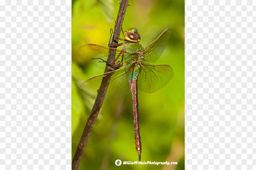 Dragonfly Insect Green Darner Damselfly Arthropod PNG