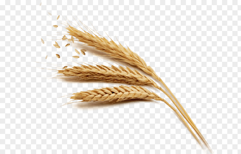 Golden Wheat Rice Harvest PNG