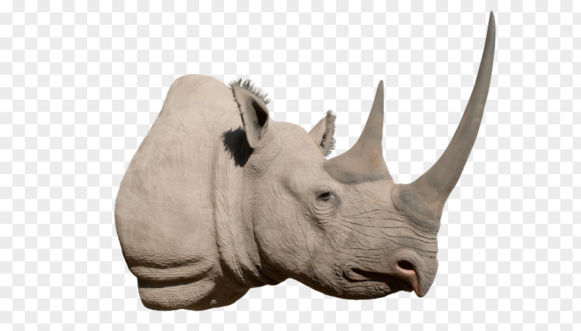 Horn Africa Black Rhinoceros White PNG