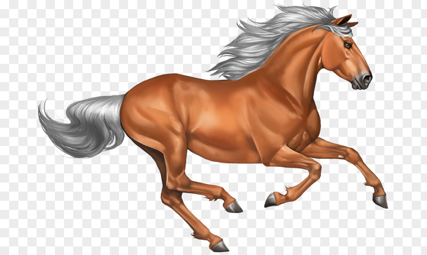 Mustang Pony Stallion PNG