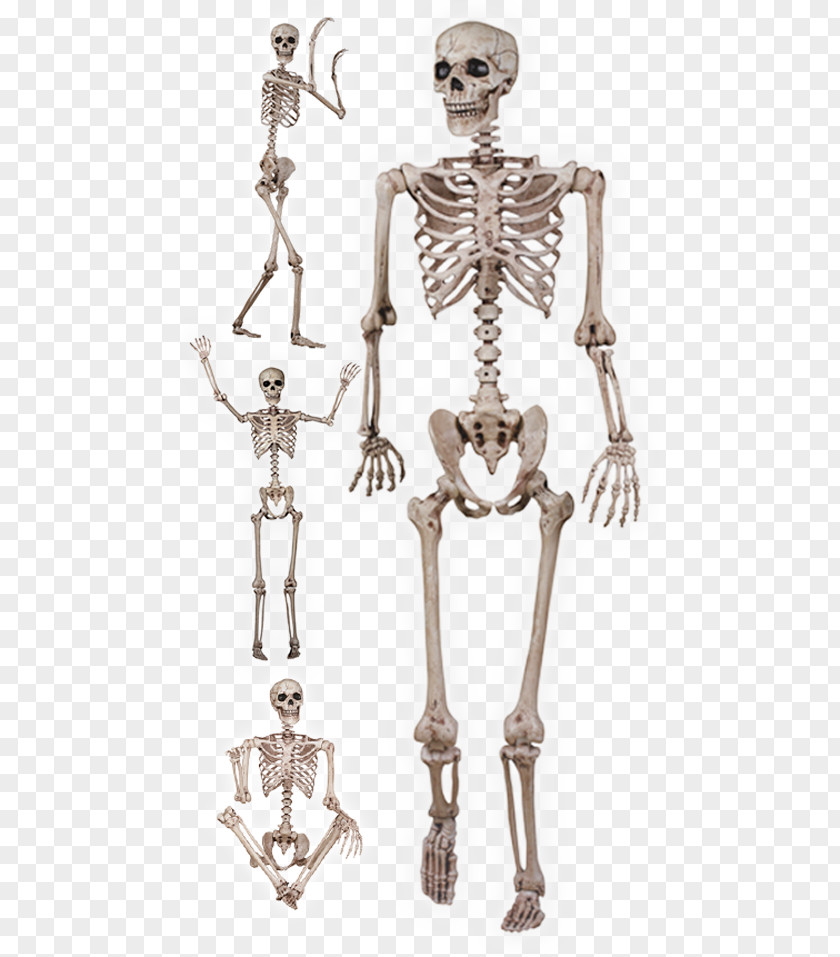Skeleton Human Skull Bone The Skeletal And Muscular Systems PNG