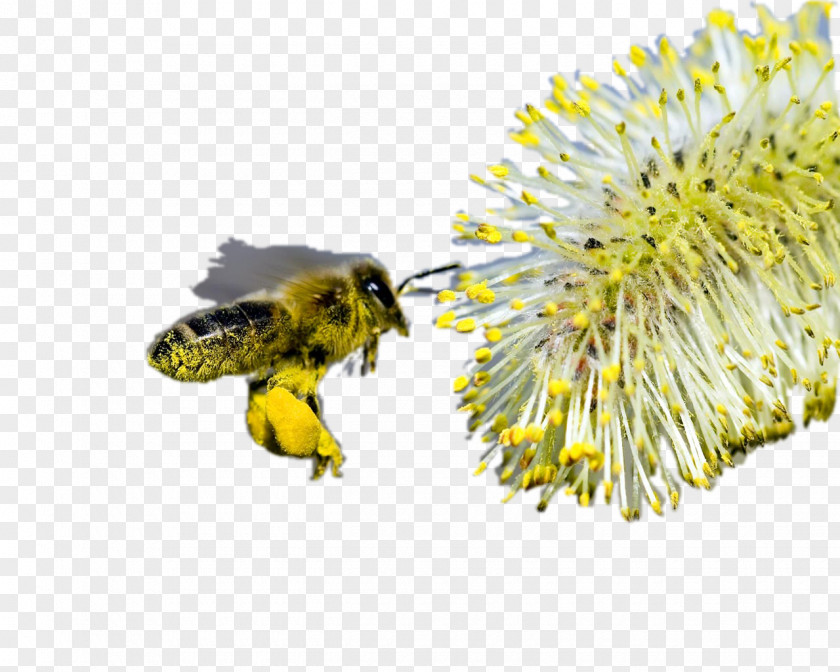 Bee Honey Bumblebee Comb PNG